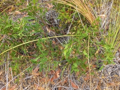 Hakea ceratophylla