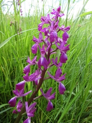 Anacamptis laxiflora