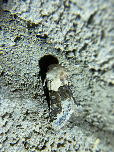 iNaturalist observation photo of Triocnemis saporis