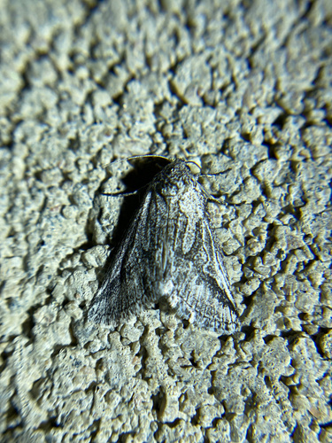 iNaturalist observation photo of Oxycnemis fusimacula