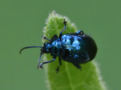 Syphrea