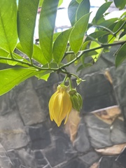 Artabotrys hexapetalus