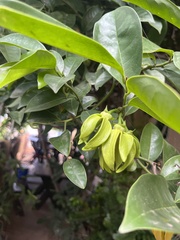 Artabotrys hexapetalus