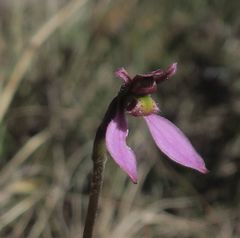 Eriochilus magenteus