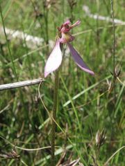 Eriochilus magenteus