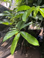 Artabotrys hexapetalus