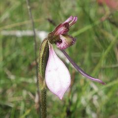 Eriochilus magenteus