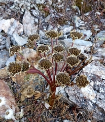 Hymenolaena candollei