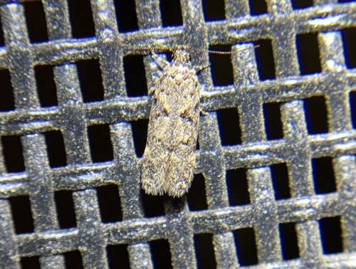 iNaturalist observation photo of Curved-horn Moths