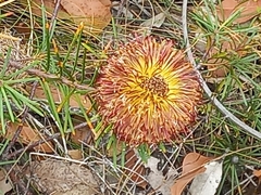 Banksia sphaerocarpa