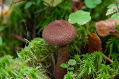 Cortinarius pholideus