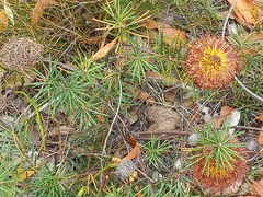 Banksia sphaerocarpa