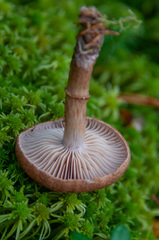 Cortinarius pholideus