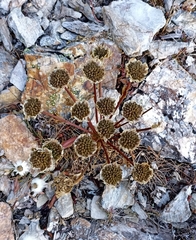 Hymenolaena candollei