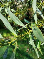 Acacia rubida