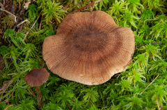 Cortinarius pholideus