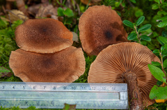Cortinarius pholideus