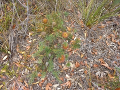 Banksia sphaerocarpa