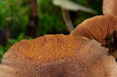 Cortinarius pholideus