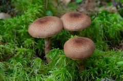 Cortinarius pholideus