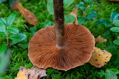 Cortinarius pholideus