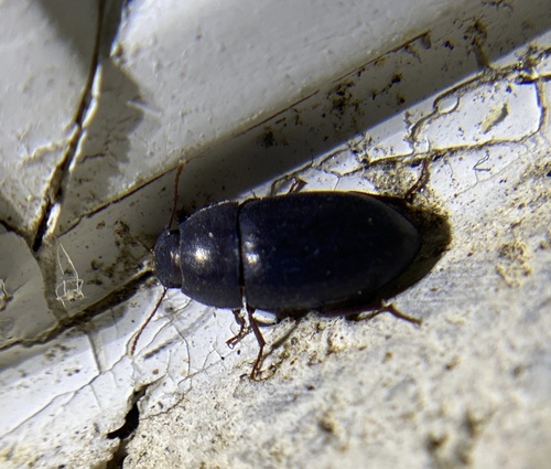 iNaturalist observation photo of Darkling Beetles