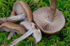 Cortinarius pholideus
