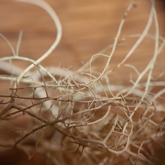 Usnea subgracilis