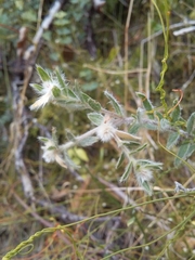 Pimelea octophylla