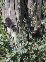 Eucalyptus parvula