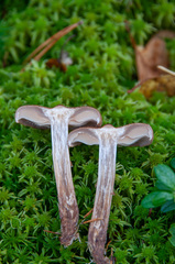 Cortinarius pholideus