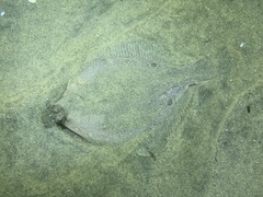 Pleuronichthys ritteri