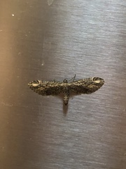 Eupithecia subapicata