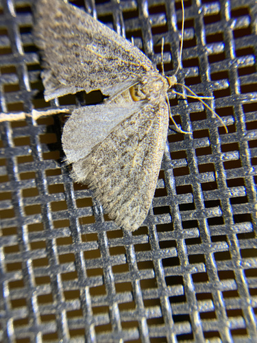 iNaturalist observation photo of Geometer Moths