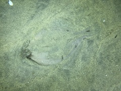 Pleuronichthys ritteri