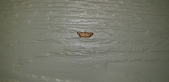 Eurrhyparodes tricoloralis