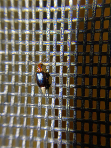 iNaturalist observation photo of Colorful Foliage Ground Beetles