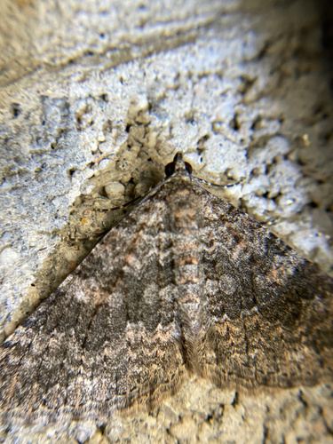iNaturalist observation photo of New Mexico Carpet Moth