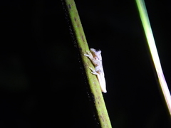 Ptychohyla hypomykter