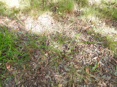 Digitaria parviflora