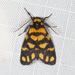 Lydia Lichen Moth - Photo (c) Ian McMillan, some rights reserved (CC BY-NC), uploaded by Ian McMillan