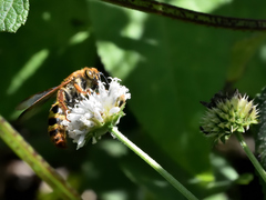 Xanthocampsomeris hesterae