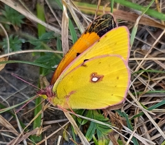 Colias fieldii