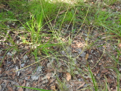 Digitaria parviflora
