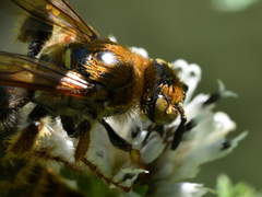 Xanthocampsomeris hesterae