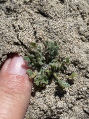 Phacelia stellaris