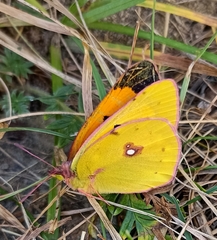 Colias fieldii