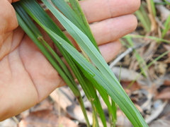 Digitaria parviflora