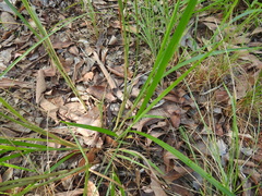 Digitaria parviflora