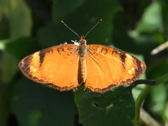 Tegosa anieta luka